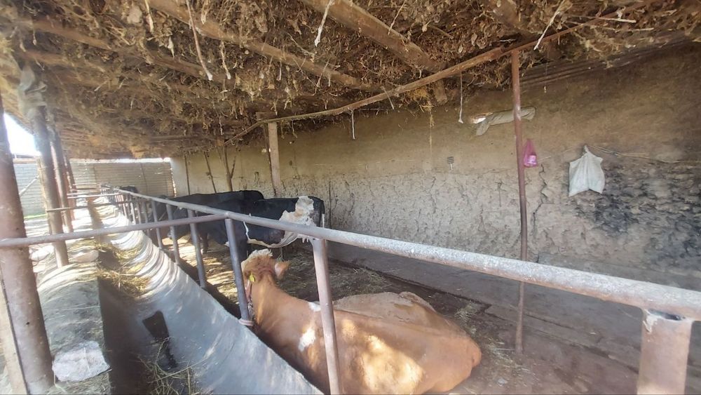 Ferma sotiladi 18.5 sotix. Mol boqishga mo'ljallangan. Gaz svet bor.