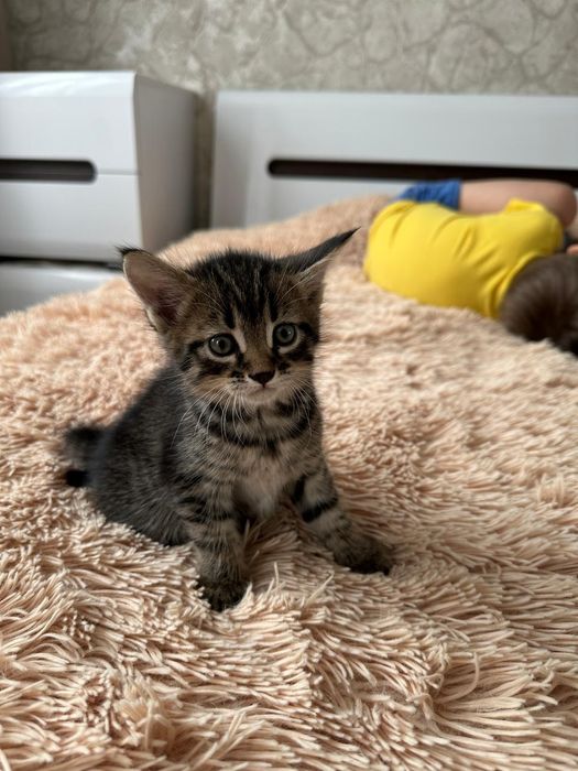 Отдам котят в добрые руки