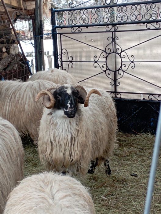 Vând berbec brez mare