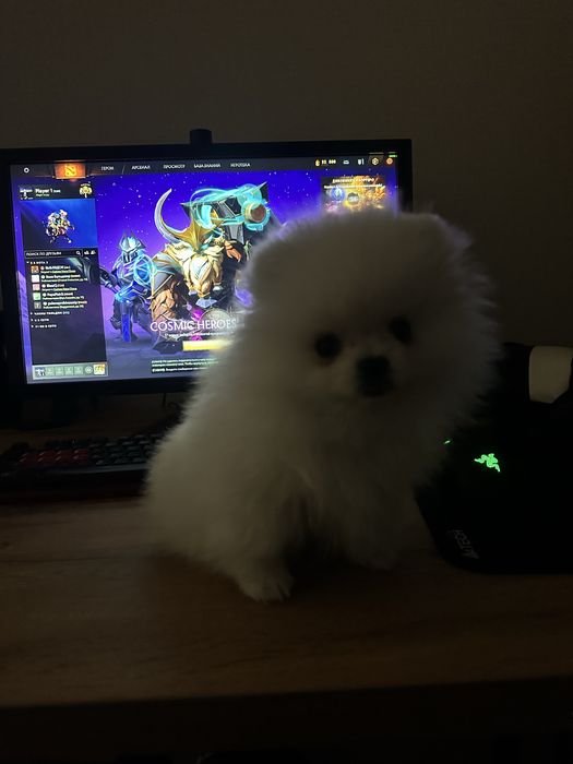 Померанский Шпиц 4 месяца.