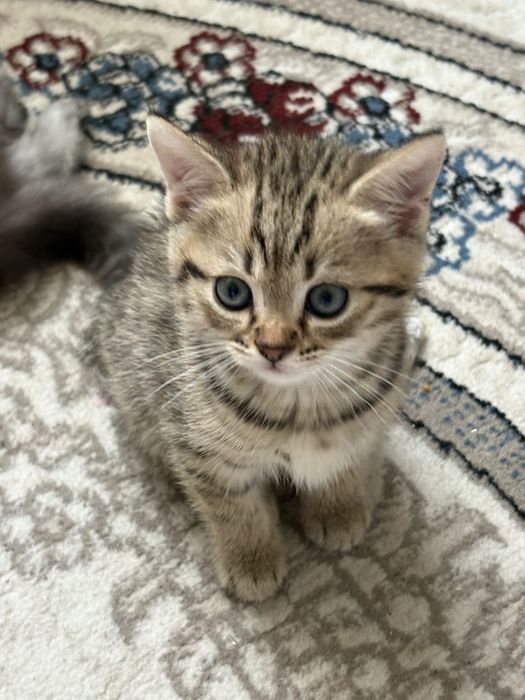 Продается котенок смесь шиншиллы и сибирской