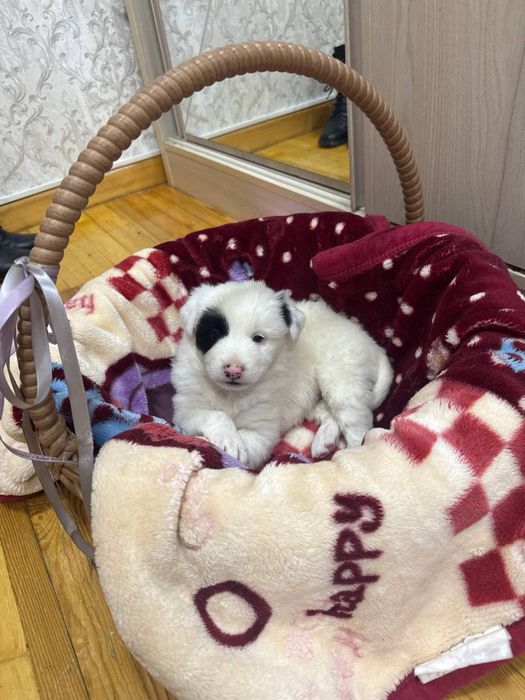 Самый красивый щенок в добрые руки