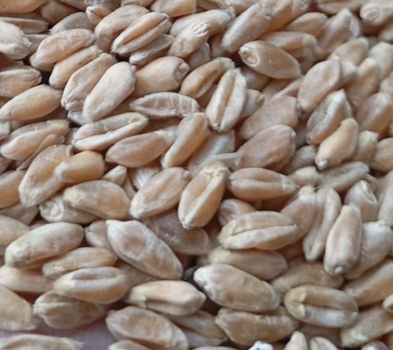 Продается чистая Пшеница