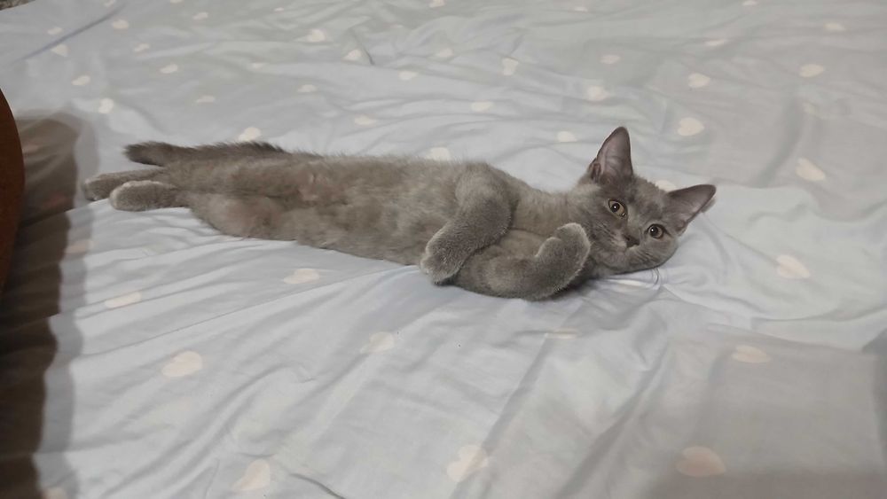 Scotish straight mushuk