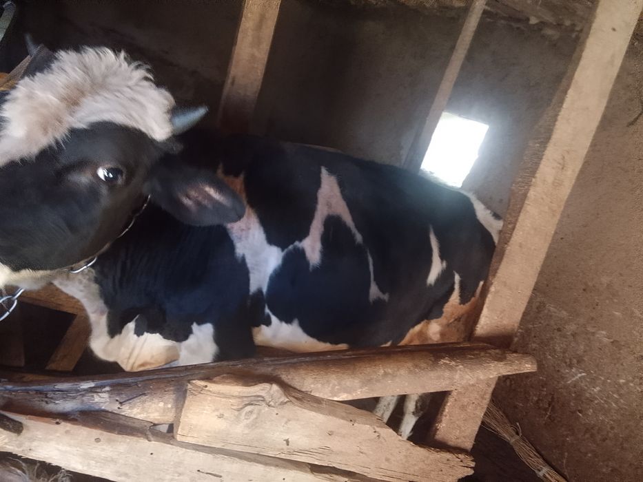 Продам бычка год и три месяца