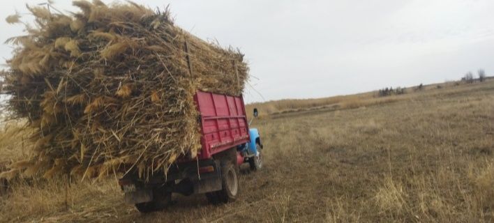 Камыс 270 теге шымкет