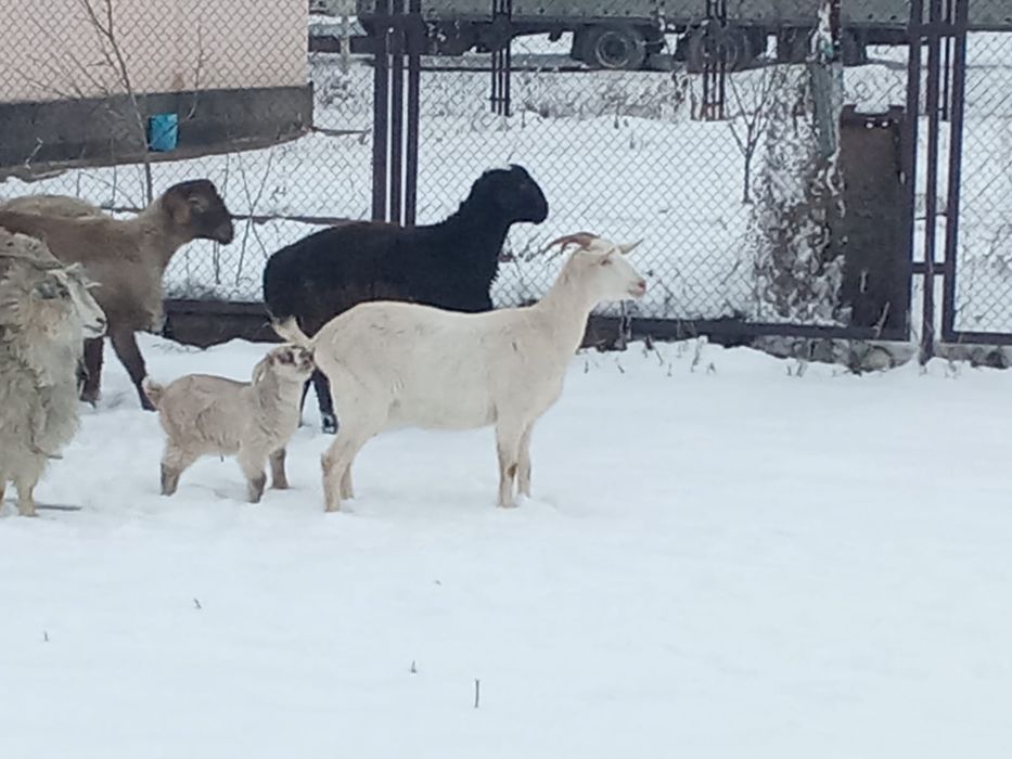 8 бас токты кошкар