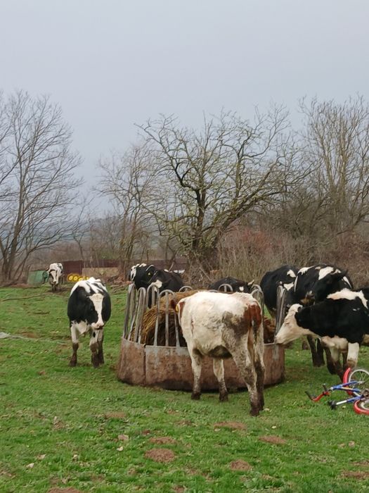 Vitei,vitele,juninci