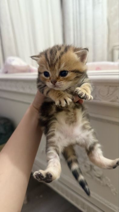 продаются котята шиншилы