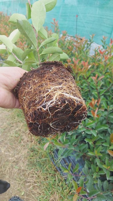 Photinia Red Robin 50-70 cm / Laur Englezesc / Prunus Laurocerasus / F