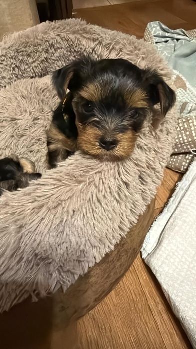 Продажа щенят Йорка