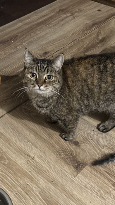 В добрый руки котята