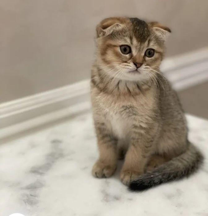 Шотландская  вислоухая