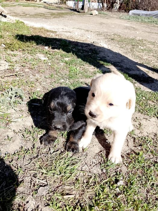 Отдам щенков в хорошие руки