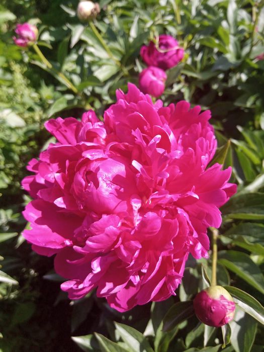 Продам пионы на срезку