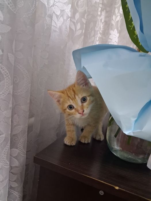 Отдам котёнка мальчика 1,5 мес. в добрые руки!!!
