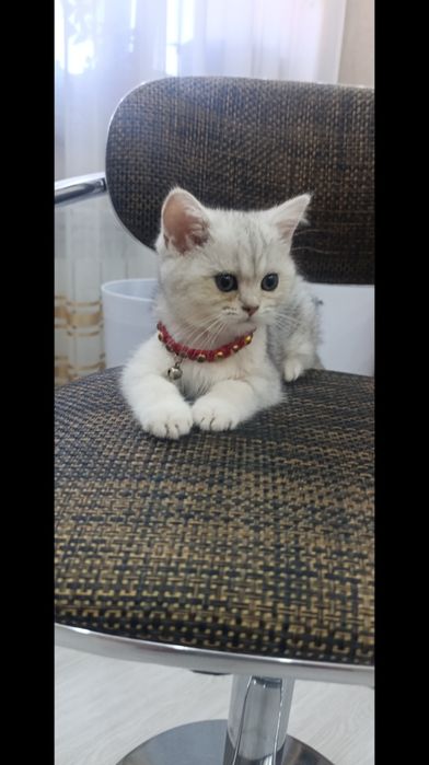 Серебристая щиншила