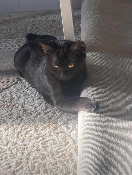 Черный котенок девочка