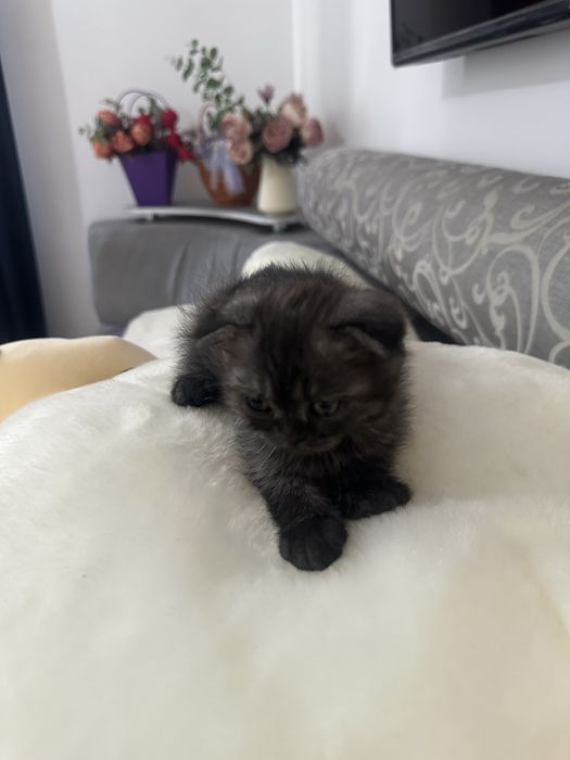 Шотландские вислоухие