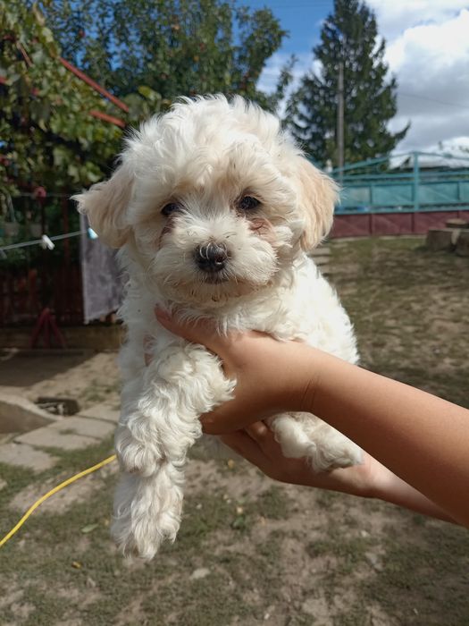 Spre adoptie catei bichon