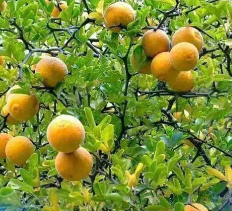 Lamai trifoliat la Ghiveci