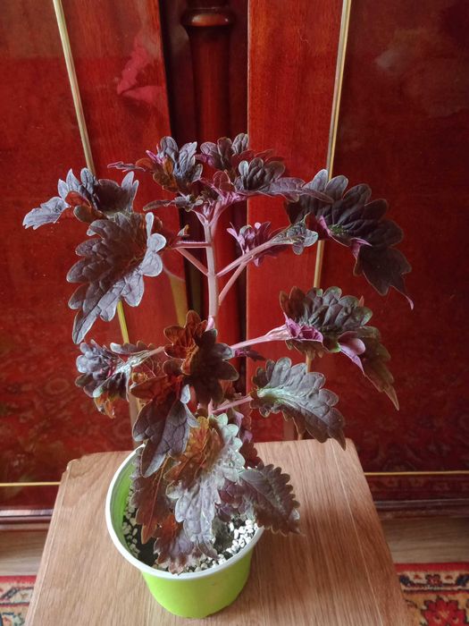 Колеус  цветок  1000 тенге