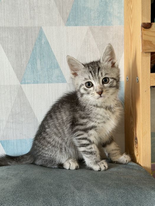 Котенок девочка ищет дом