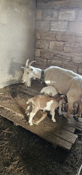 Занен ешкісі 2 лағымен