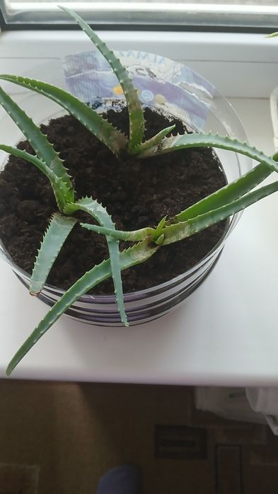 Комнатные растения