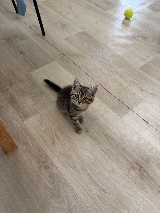 Котенок Девочка в ДОБРЫЕ руки!!!