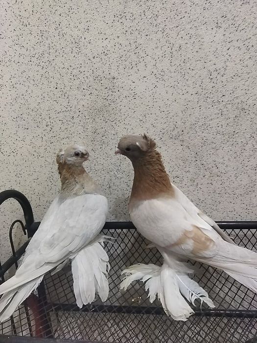 Продам Голубей Актобе