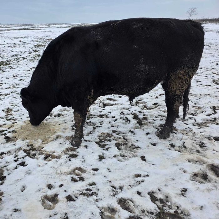 De vanzare juninci / vitele gestante