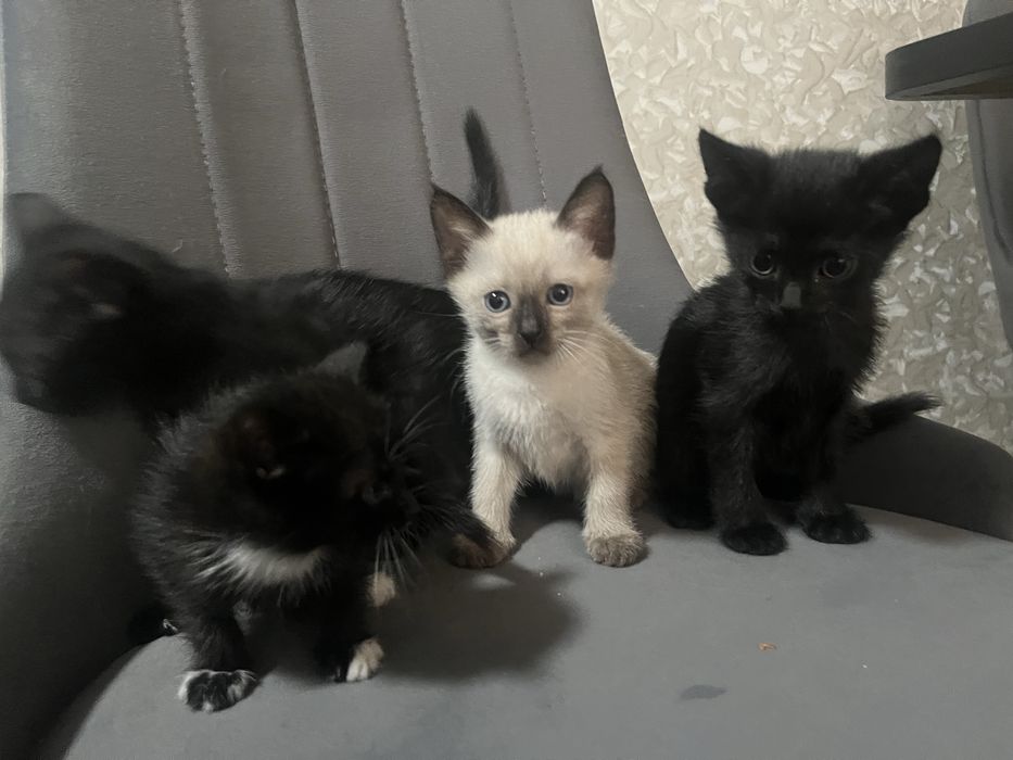 отдаю котят бесплатно