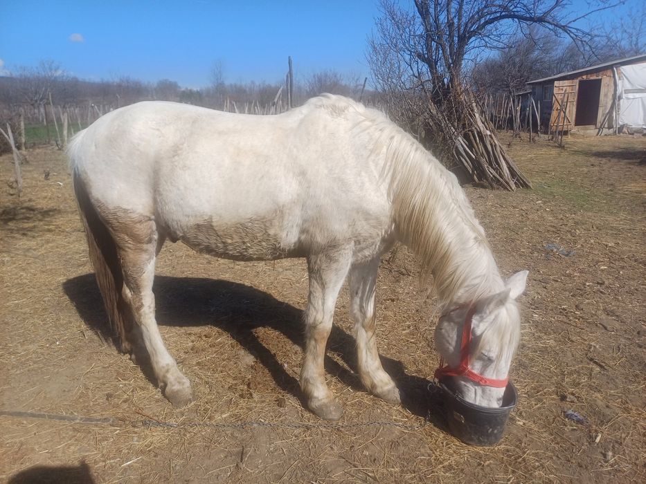 Cal De vanzare mai multe detali la nr de telefon
