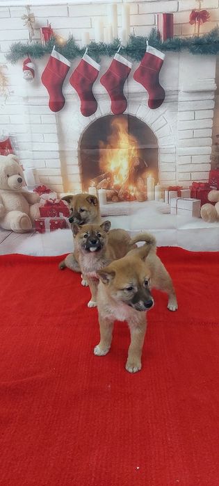 Шиба Ину Shiba inu