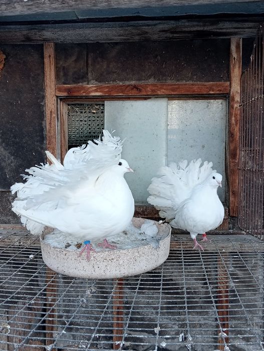 Голуби. павлины.