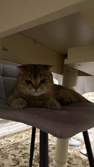 Продаю кошку. Пол — самка, лежит.