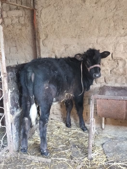 Бузогча сотилад йеб ичиши зур