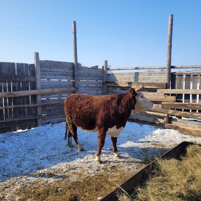 Продам тёлку и бычка