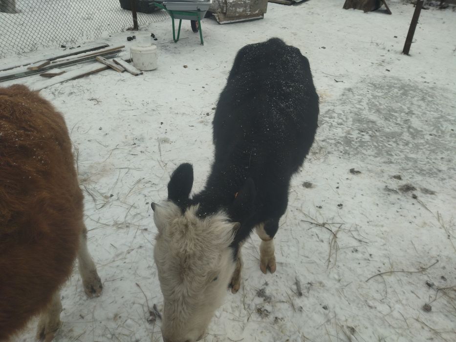 Продам бычка порода симментал