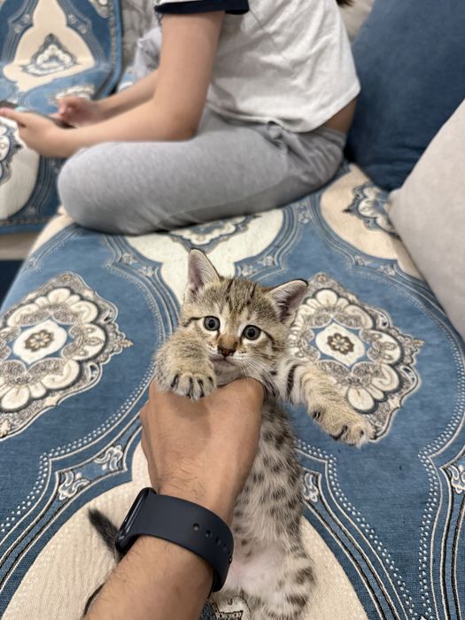 Домашние Котики
