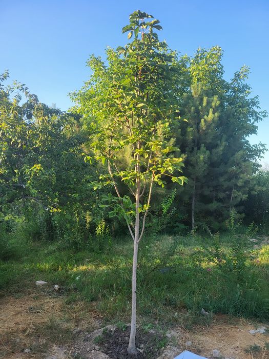 Разные декоративные деревья ёлки пальмы кусты и кустарники