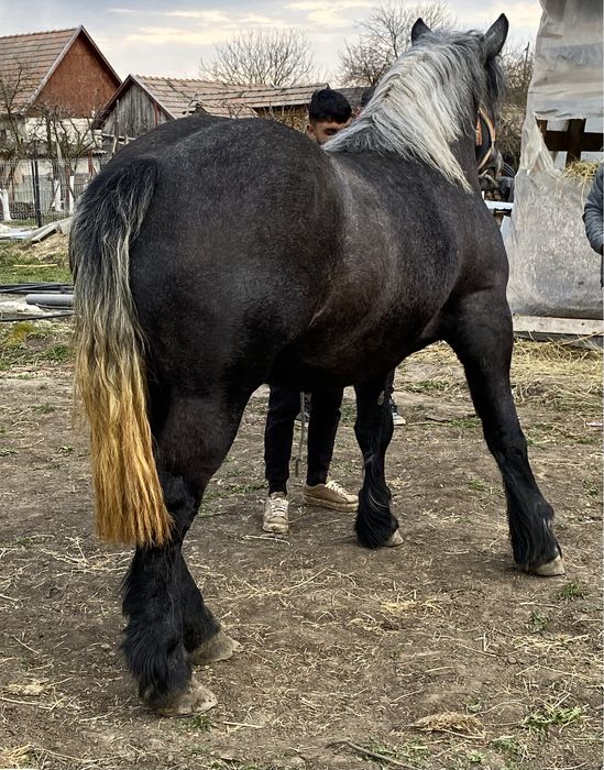 Vânză 2 /3 Ani Cuminte