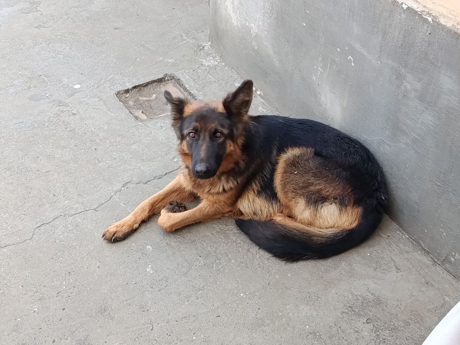 Продаётца собака авчарка