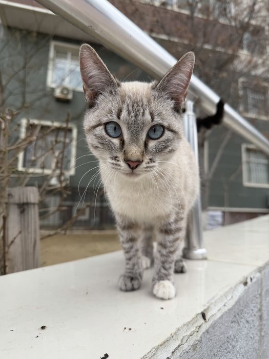 Кошечка в добрые руки!