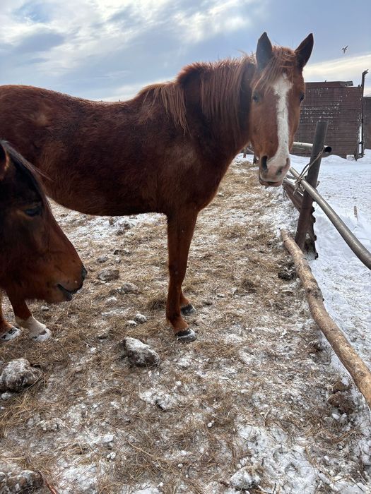 Породист  жылқы сатам
