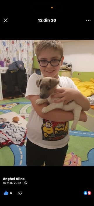 Caine jack russel pe nume juno are 4 anisori