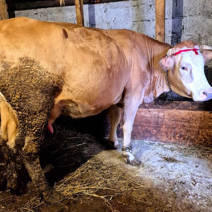 Vaca tânără a fătare trebuie să fete an aprilie