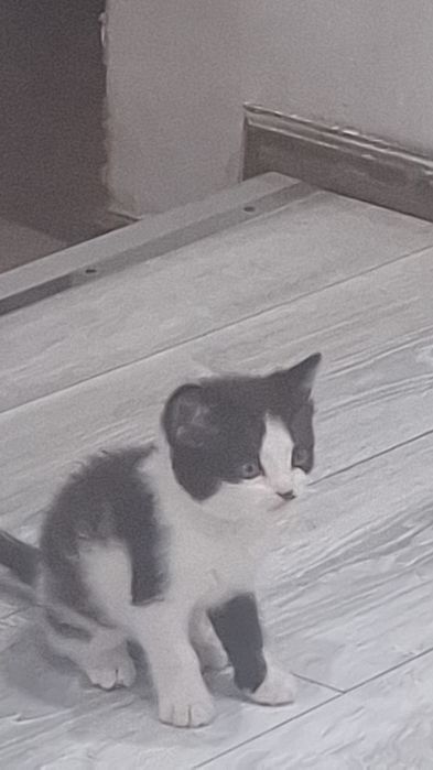 Котёнок мальчик в добрые руки