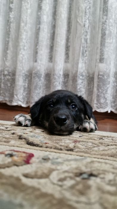 Отдам щенков Лайки